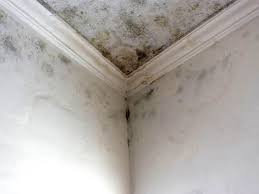 Trusted West Lafayette, OH Mold Remediation Experts